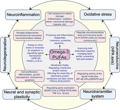 Frontiers Possible antidepressant mechanisms of omega 3